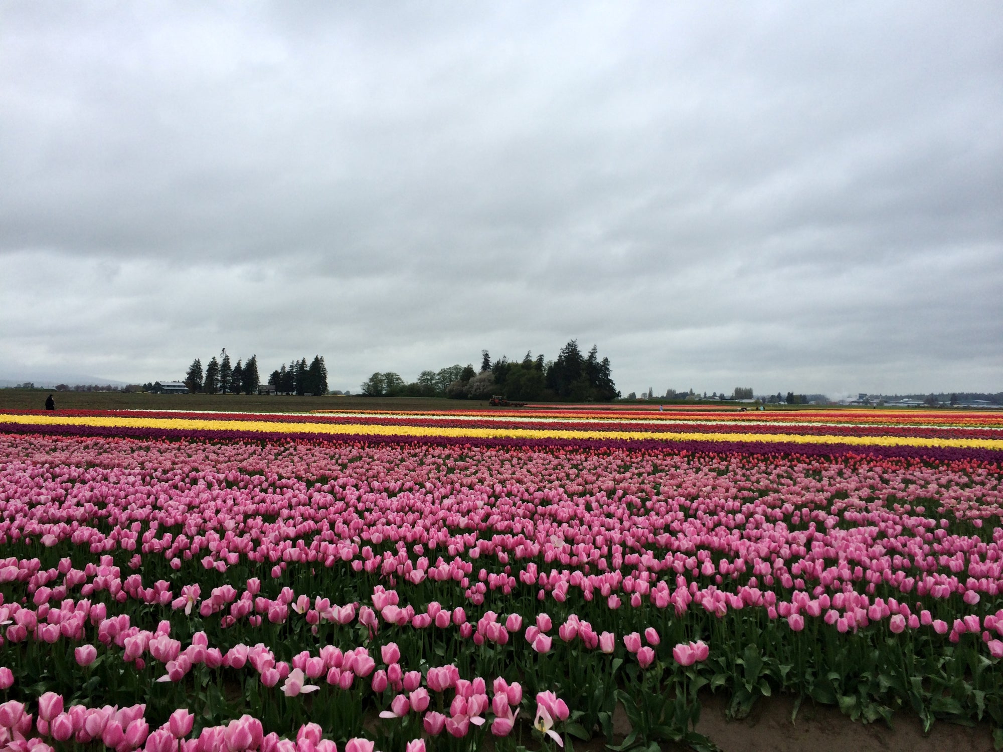 Things to do in and around Skagit Valley in the spring
